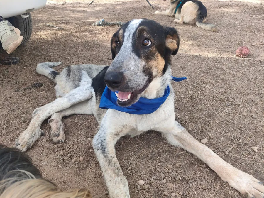 Petra, perro en adopción en La Mojonera, Almería