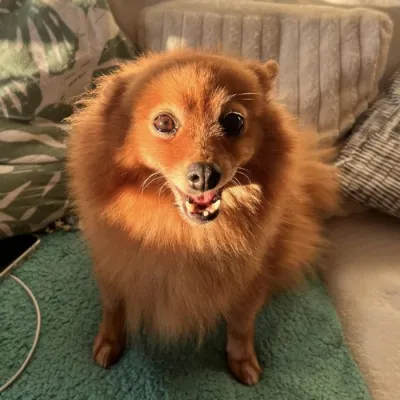 Otra foto de Penny