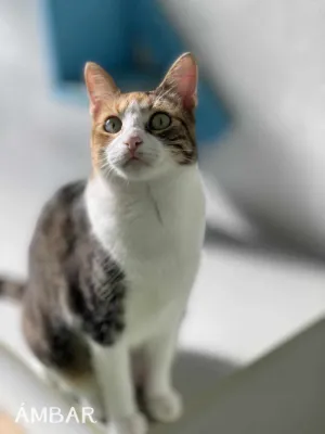 Otra foto de Ámbar