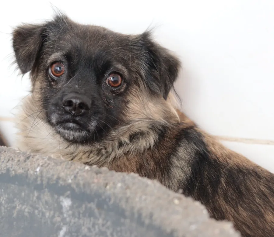 Mati, perro en adopción en Albacete