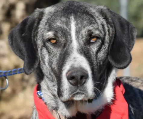 Leela, perro en adopción en Úbeda, Jaén
