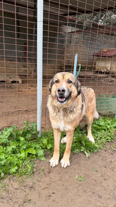 Ginger, perro en adopción en Plasencia, Cáceres