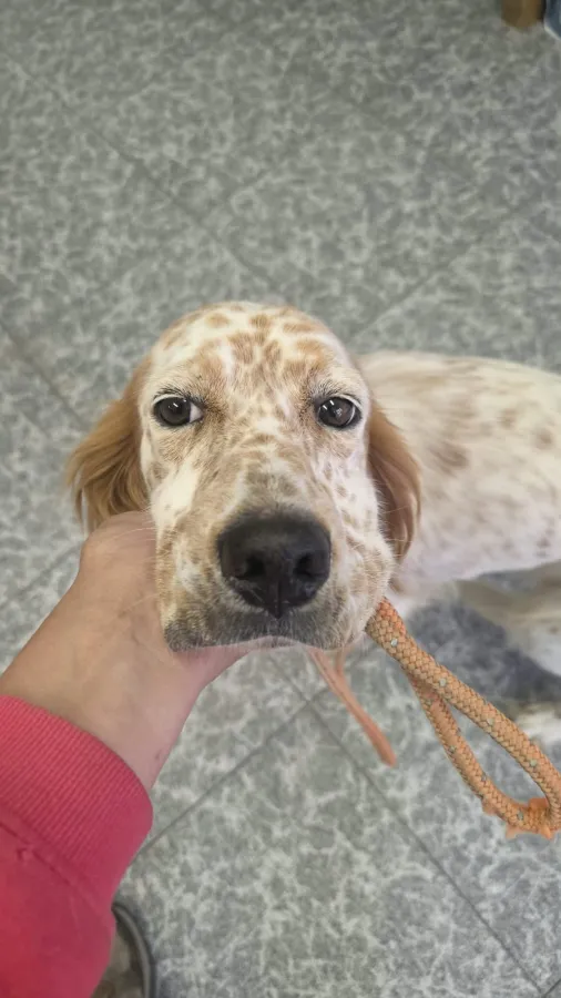 Zur, perro en adopción en Cantabria