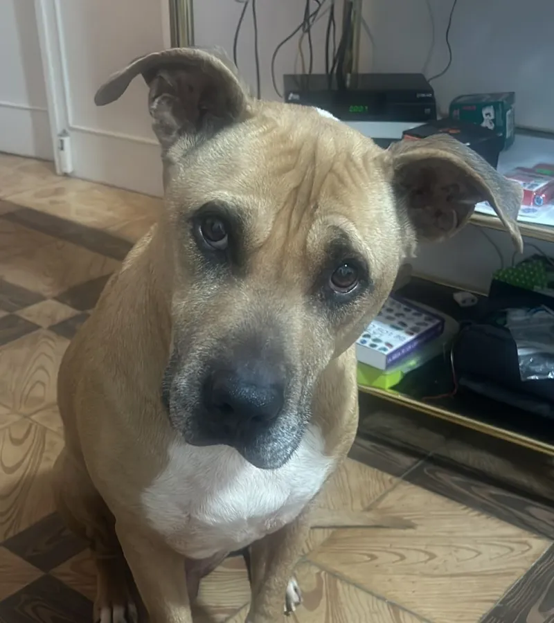 Boss, perro en adopción en Fuente el Saz de Jarama, Madrid
