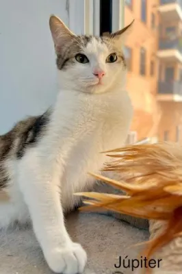 Otra foto de Júpiter
