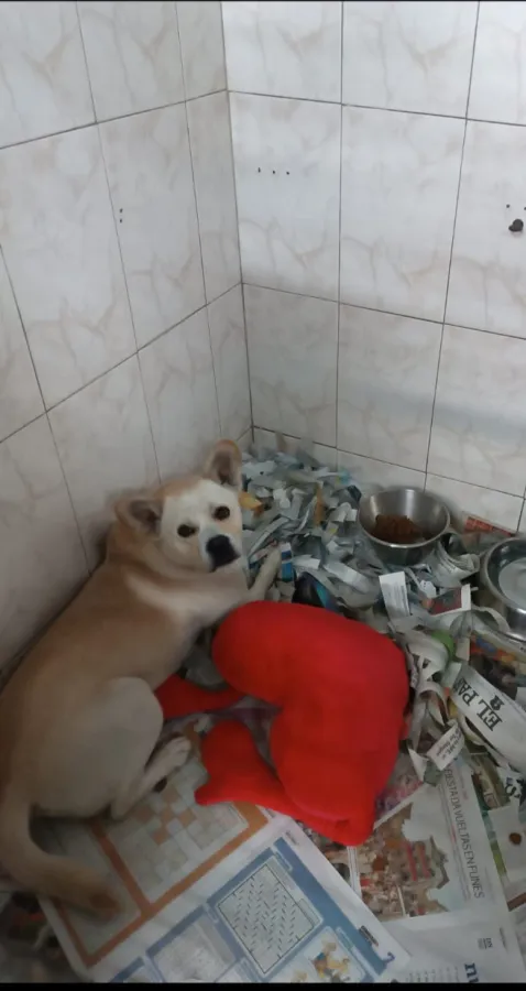 Currito, perro en adopción en Aranguren, Navarra