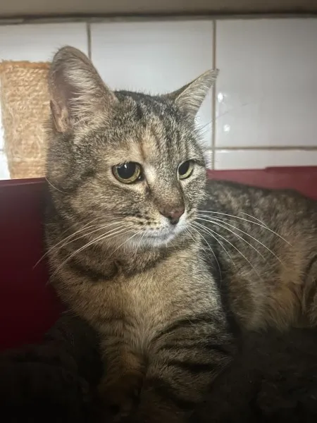Misty, gato en adopción en San Miguel de Abona, Santa Cruz de Tenerife