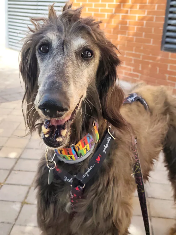 Moliere, perro en adopción en Fuente el Saz de Jarama, Madrid