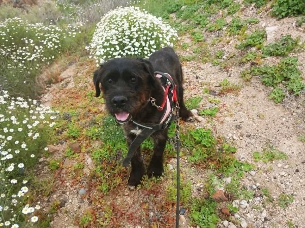 Duque, perro en adopción en San Miguel de Abona, Santa Cruz de Tenerife