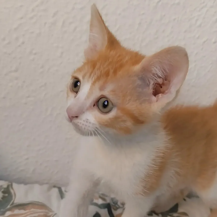 Ámbar, gato en adopción en Talavera de la Reina, Toledo
