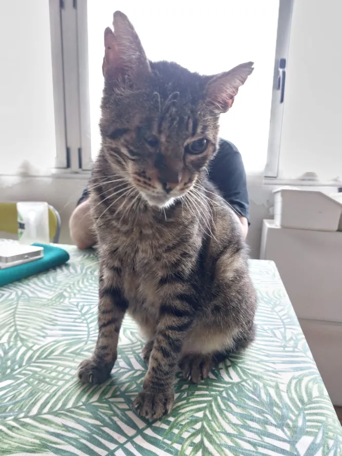 Odin, gato en adopción en Asturias