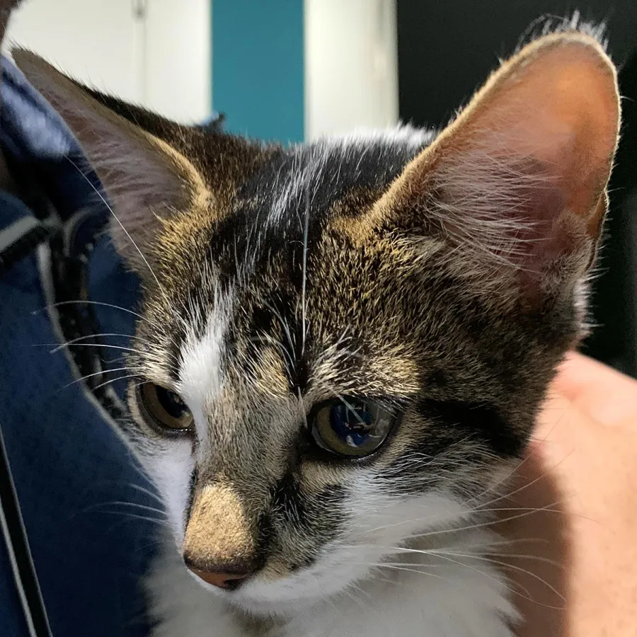 Gally, gato en adopción en Córdoba