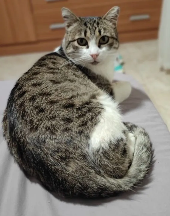 Greis, gato en adopción en Teruel