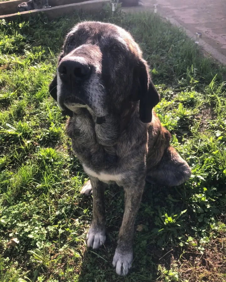 Adriel, perro en adopción