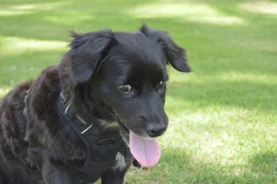 Otra foto de Choki