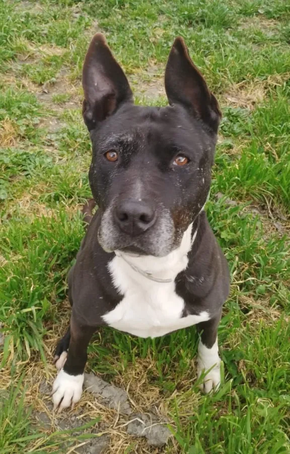 Gladiola, perro en adopción en Getafe, Madrid