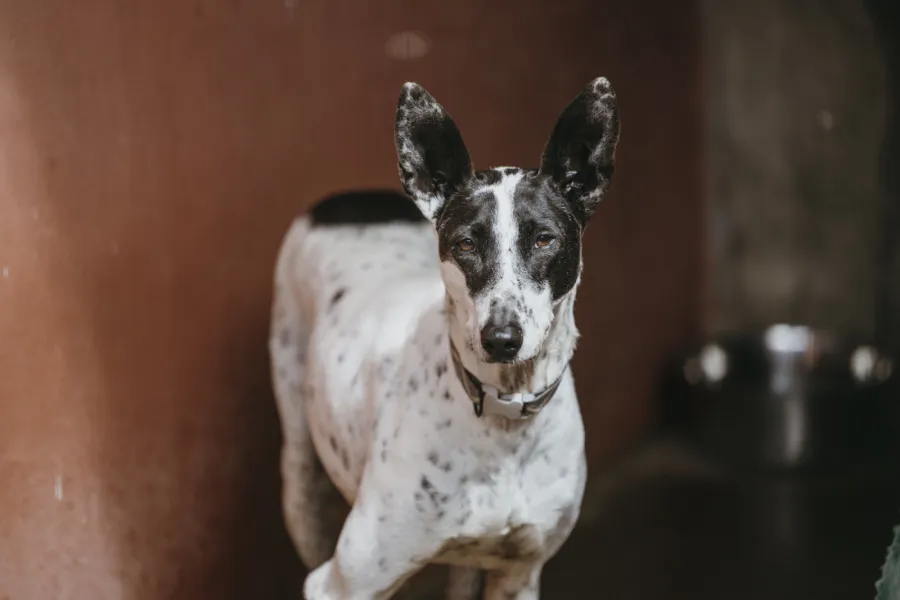 Tindaya, perro en adopción en Las Palmas de Gran Canaria, Las Palmas