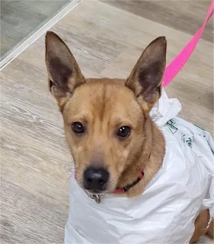 Danil, perro en adopción en Córdoba