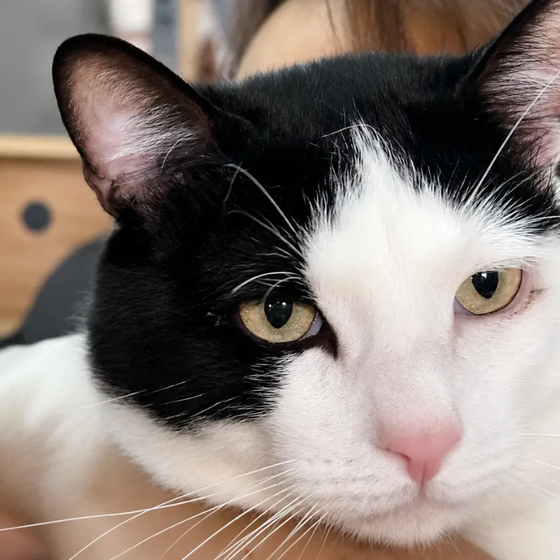 Berto, gato en adopción en Calvià, Illes Balears