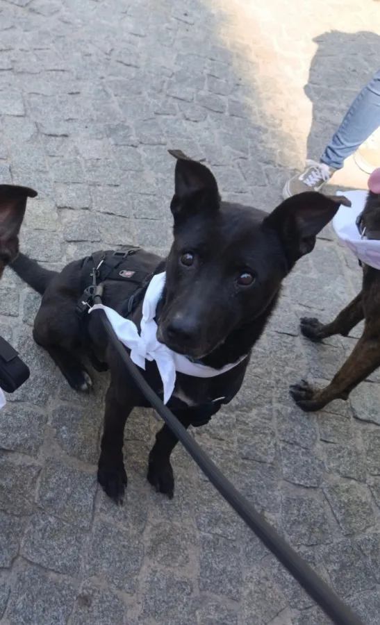 Beltxa, perro en adopción en Burgos