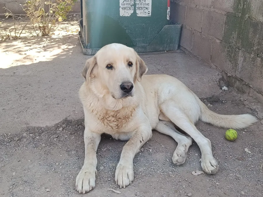 Thor, perro en adopción en Puertollano, Ciudad Real