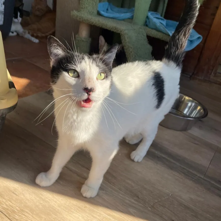 Wendy, gato en adopción en Barcelona