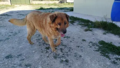 Otra foto de Toby