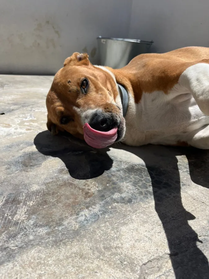 Frankie, perro en adopción en Dos Hermanas, Sevilla