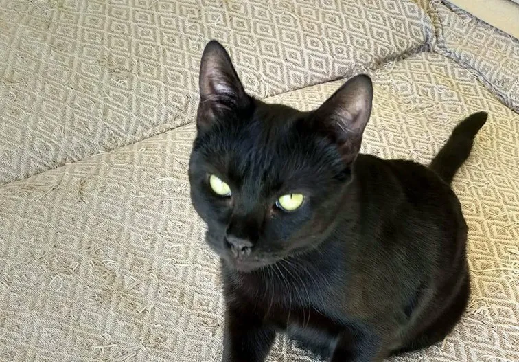 Nicodemo, gato en adopción en Las Palmas de Gran Canaria, Las Palmas