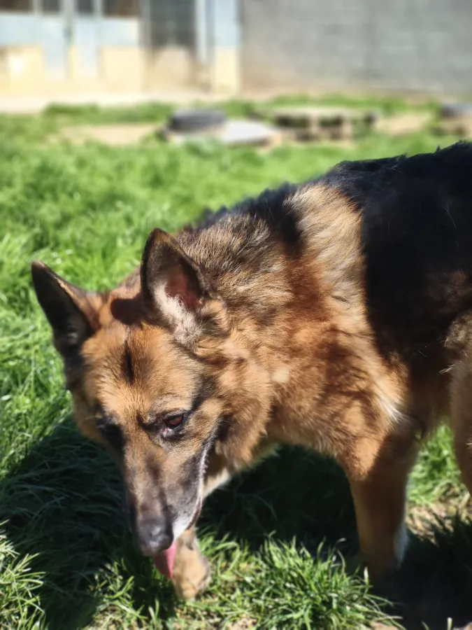 Mickey, perro en adopción en Etxauri, Navarra
