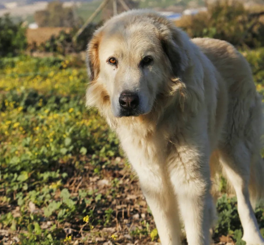 Koda, perro en adopción en Jerez de la Frontera, Cádiz