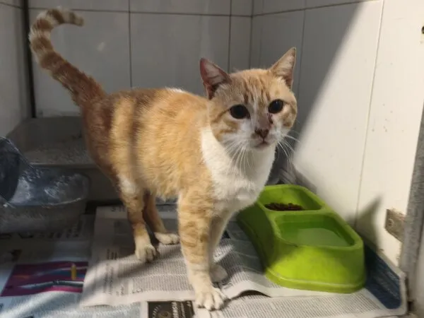 Ventura, gato en adopción en Santiago de Compostela, A Coruña