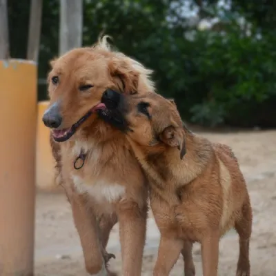 Otra foto de Raider