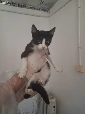Otra foto de Tux