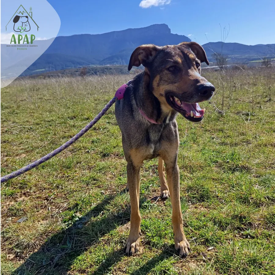 Boj, perro en adopción en Jaca, Huesca