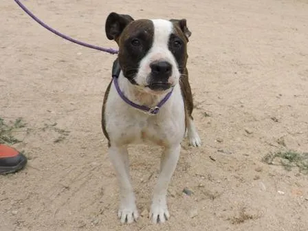 Vela, perro en adopción en Tossa de Mar, Girona
