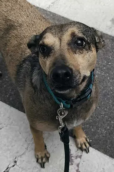 Gea, perro en adopción en Castellón de la Plana, Castellón