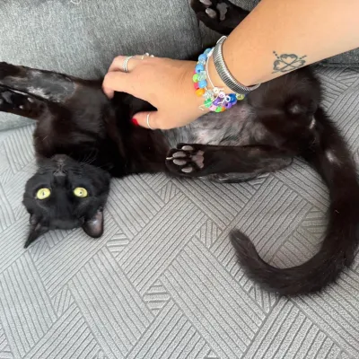 Otra foto de Romeo