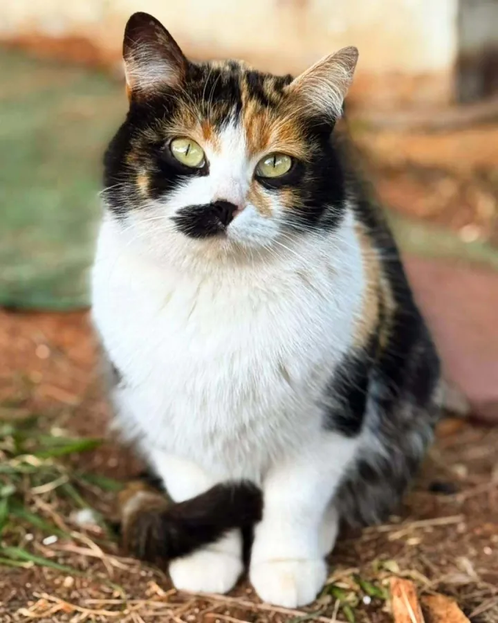 Celeste, gato en adopción en Vila-real, Castellón