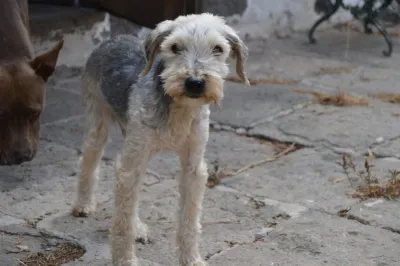 Otra foto de Rasta