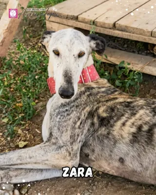 Otra foto de Zara