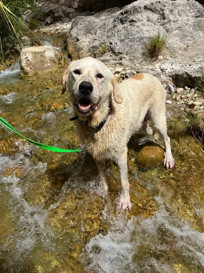 Balam, perro en adopción en Vélez-Málaga, Málaga