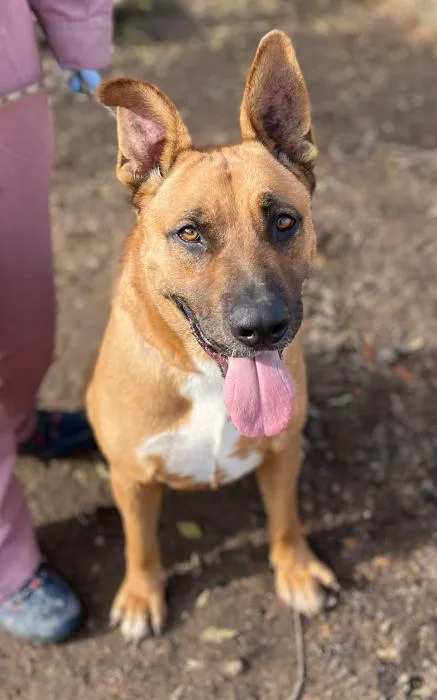 Thai, perro en adopción en Sevilla