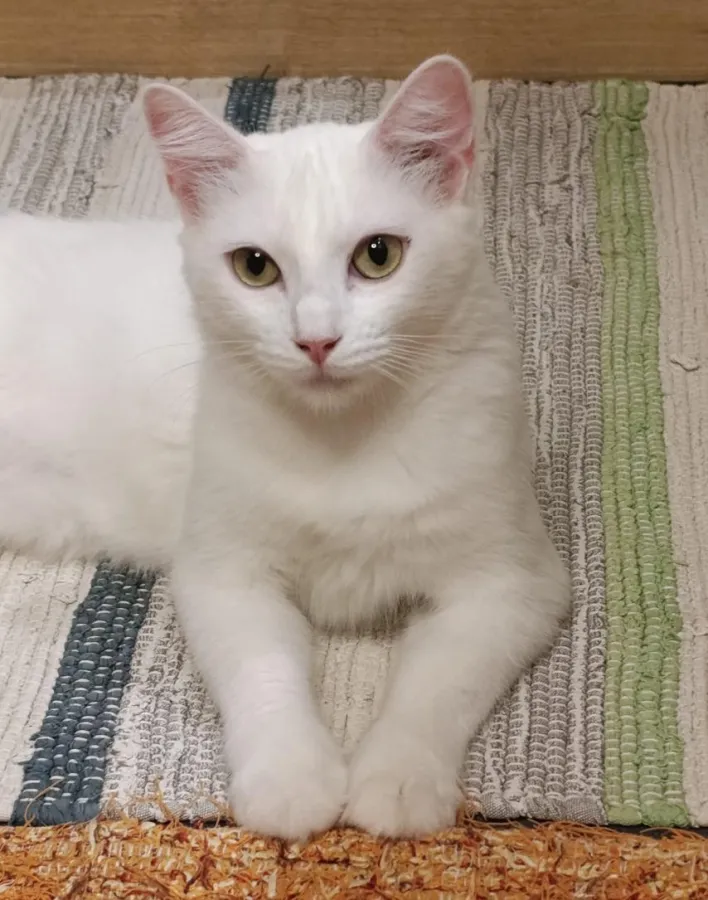 Ágata, gato en adopción en Sevilla