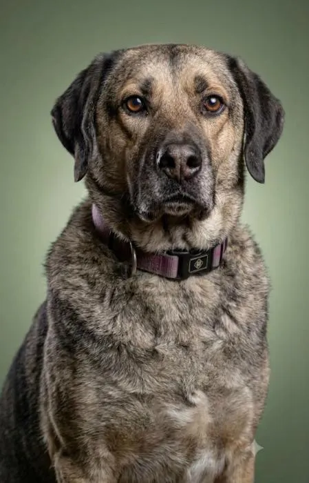 Carmiña, perro en adopción en Madrid