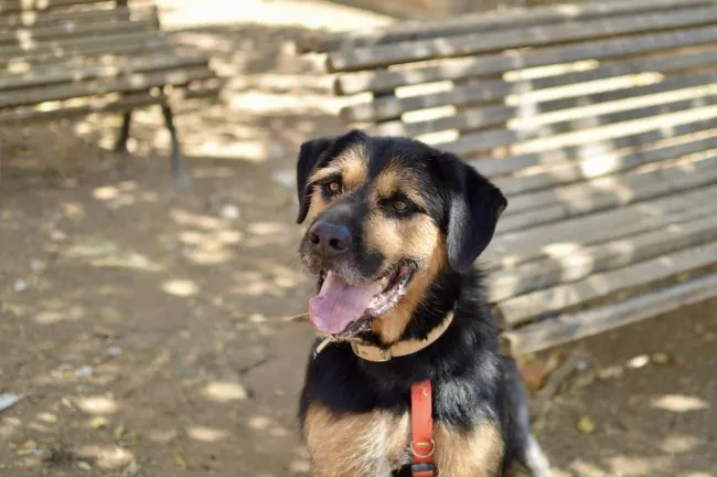 Calleja, perro en adopción en Madrid