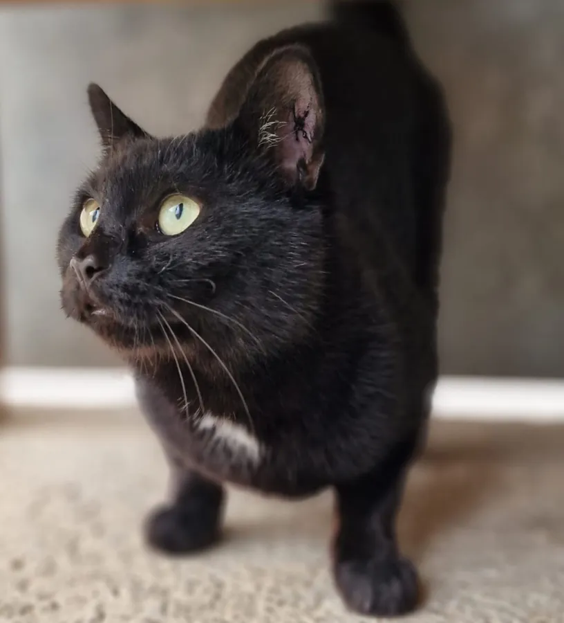 Ekko, gato en adopción en Maó, Illes Balears