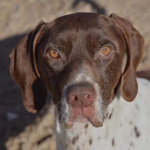 Cachopo, perro en adopción en El Puerto de Santa María, Cádiz