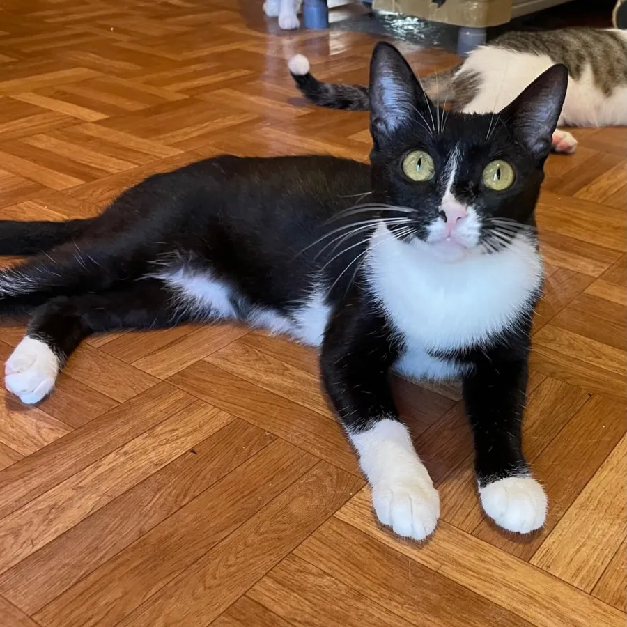 Nursia, gato en adopción en Barcelona