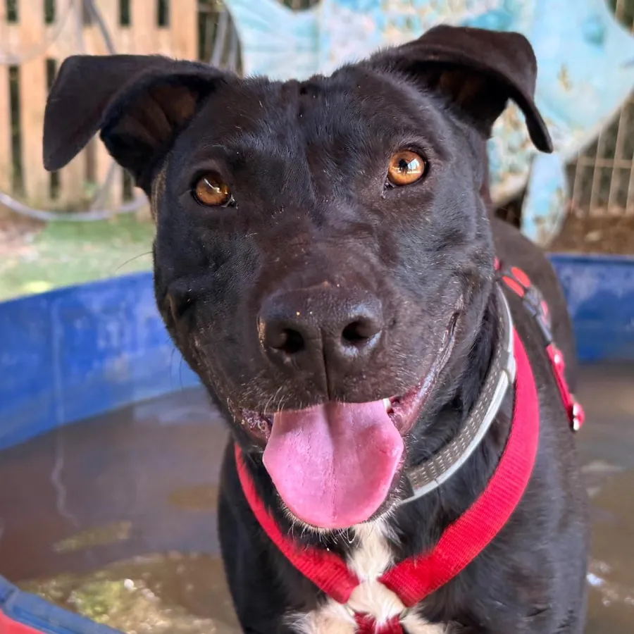 Maya, perro en adopción en Calvià, Illes Balears